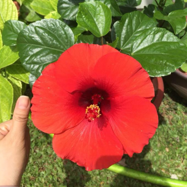 MY Vegetable Patch Homegrown Hibiscus