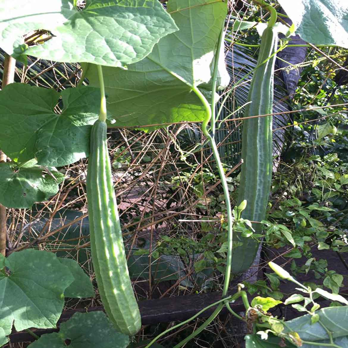 MY Vegetable Patch homegrown angled loofah
