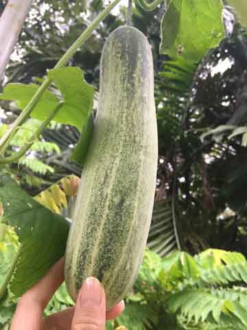 MY Vegetable Patch homegrown cucumber