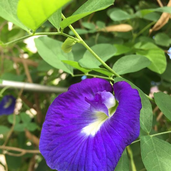 MY Vegetable Patch homegrown dried butterfly pea flower