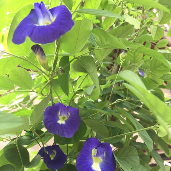 MY Vegetable Patch homegrown dried butterfly pea flower