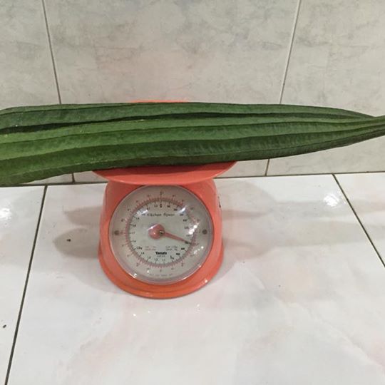 MY Vegetable Patch homegrown angled loofah