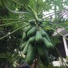 MY Vegetable Patch homegrown papaya