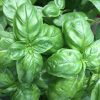 MY Vegetable Patch potted sweet basil