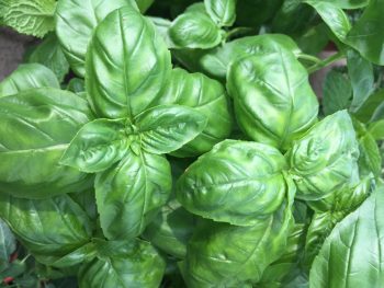 MY Vegetable Patch potted sweet basil