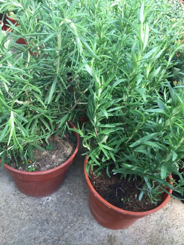 MY Vegetable Patch potted rosemary